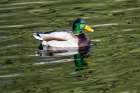 USA, Washington State, Sammamish. Yellow Lake Male Mallard Duck Art Print